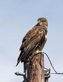 Juvenile Buzzard (Buteo buteo)