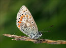 Common Blue butterfly