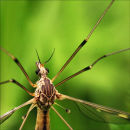 Daddy long legs