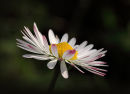 Daisy, Daisy