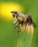 An angelic dung fly