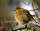 Fluffed up