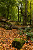 Crawfordsburn Glen