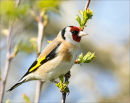 Goldfinch