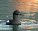 Black Guillemot