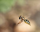 Hovering hover