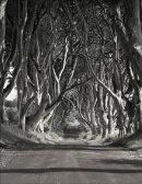 The Dark Hedges