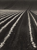 Lines