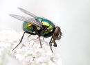 Louis the blowfly in white
