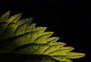 Grasp the nettle and it may sting you