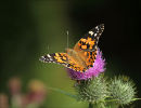 Painted Lady