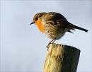 Posing Robin