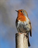 Robby Robin