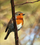 Robin