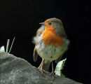 Rocky Robin