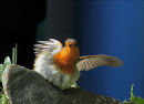 Rocking Robin