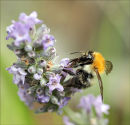 Bee-ing around