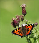 Tortoise Shell butterfly