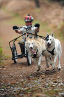 BSHRA, Rendlesham Forest. 20th Nov 2010.
