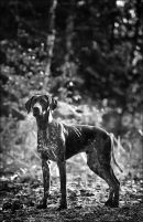 German Shorthaired Pointer.