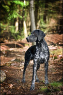 German Shorthaired Pointer.