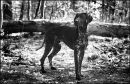 German Shorthaired Pointer.