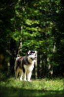 Alaskan Malamute.
