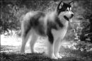 Alaskan Malamute.