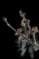Ash tree: Pollen being discharged from  flowers