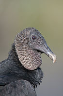 Black Vulture, Everglades, Florida