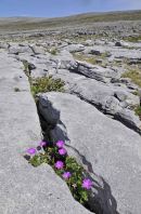 Bloody Cranesbill