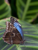 Blue Morpho butterfly