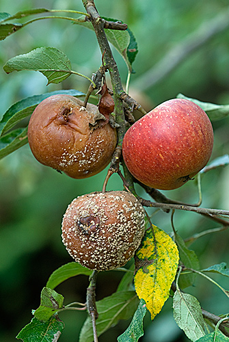 Brown Rot fungus on Cox Apple