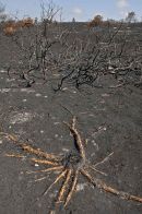 Burnt heathland