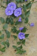 Convolvulus sabatius