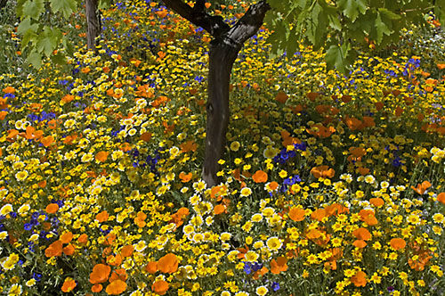 The Fetzer Vineyard show garden - Chelsea Flower Show, 2005