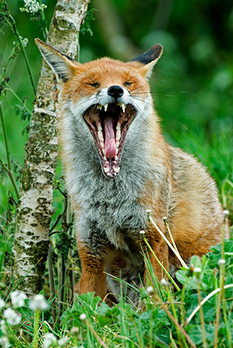Fox yawning