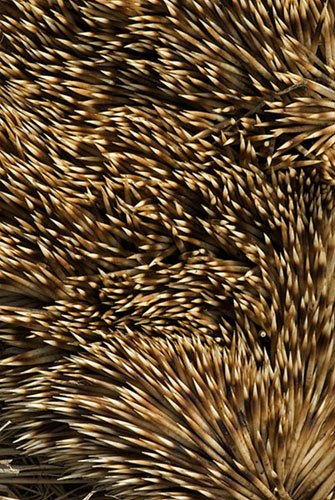 Hedgehog spines