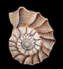 Lightning Whelk, Florida, USA