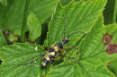 Longhorn Beetle: Strangalia maculata