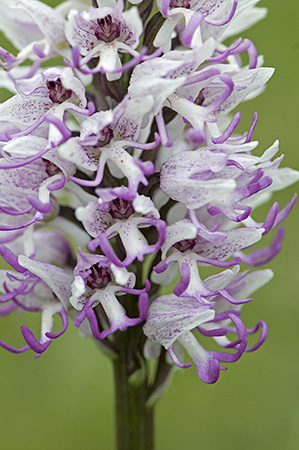 Monkey Orchid, Oxfordshire, 2009