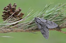 Pine Hawk Moth (C)