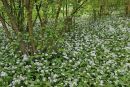 Ramsons, or Wild Garlic. Surrey.
