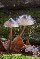 Parasitic fungus Spinellus fusiger, growing on Bonnet toadstool: Mycena sp. 