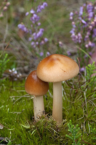 Tawny Grisette fungus.