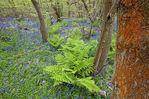 The alga Trentepohlia, growing on an oak trunk, in a Surrey Bluebell wood