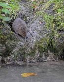Water Vole, Sussex, England