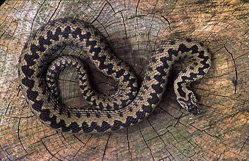 Adder (Vipera berus) Sussex, England