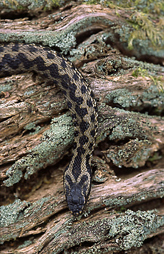 Adder (Vipera berus) Sussex, England