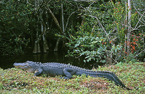 Alligator (Alligator mississippiensis)  Everglades, Florida